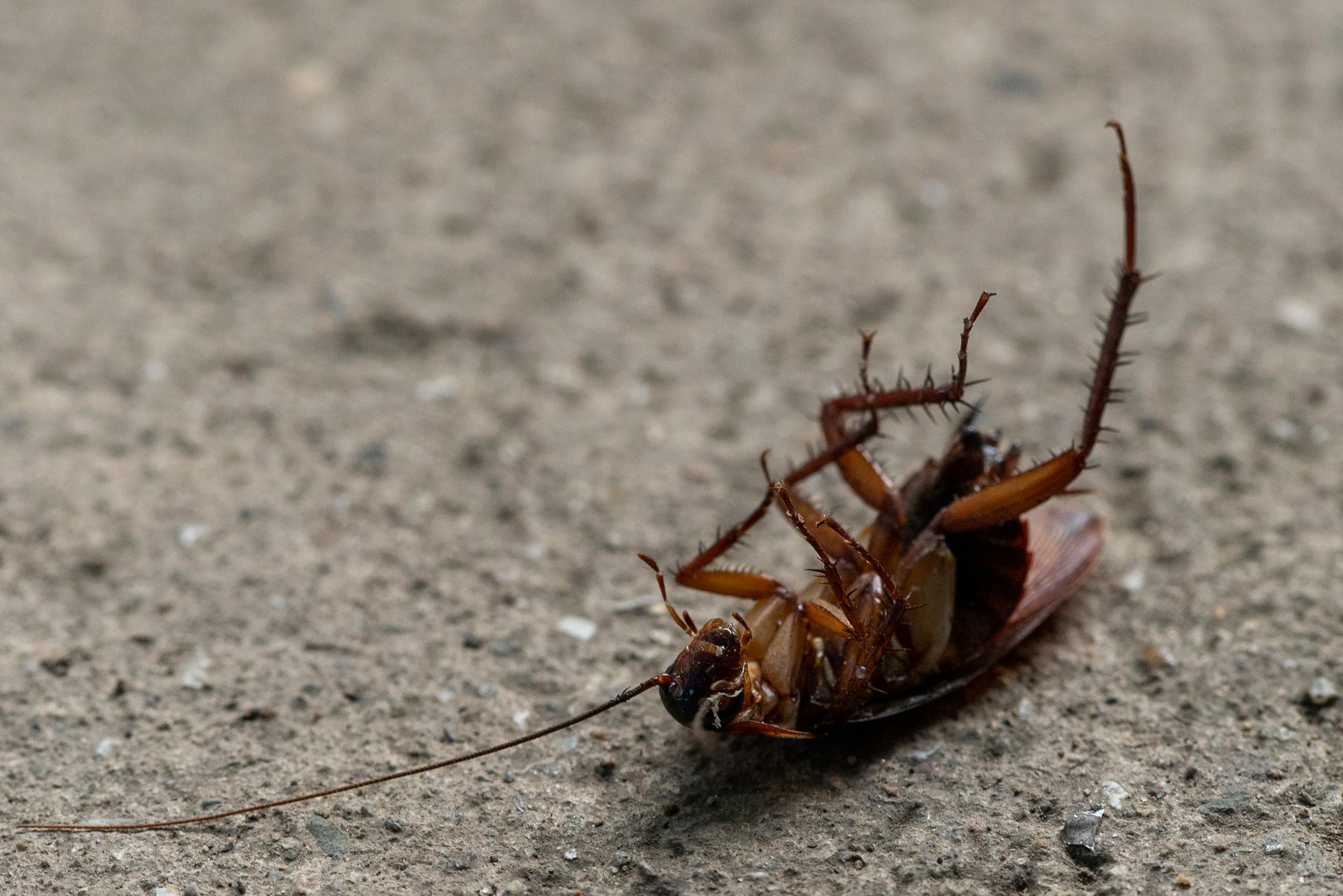 Seasonal Home Pest Maintenance Checklist: Keep Them Out All Year